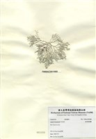 藏品(波氏粉枝藻)的圖片